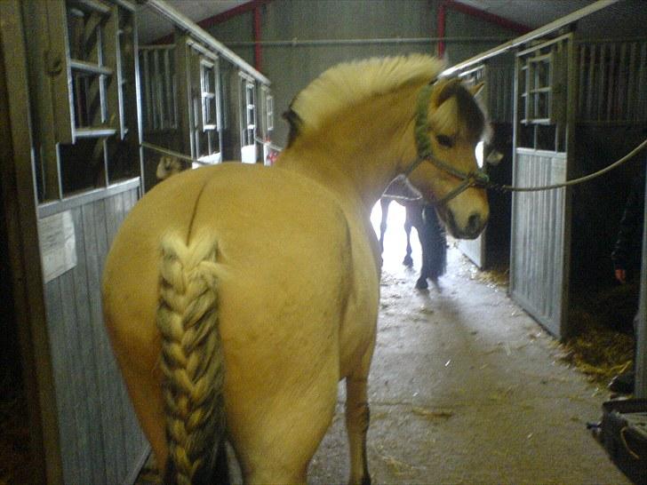 Fjordhest Herman - GL. PART - Bassemand! ;*<3 billede 9
