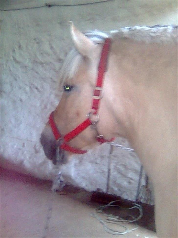 Fjordhest Lise *Solgt* billede 1