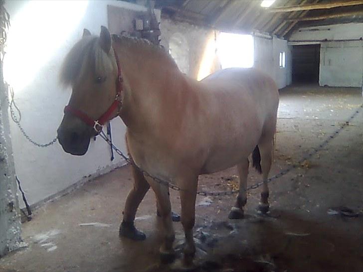 Fjordhest Lise *Solgt* billede 2