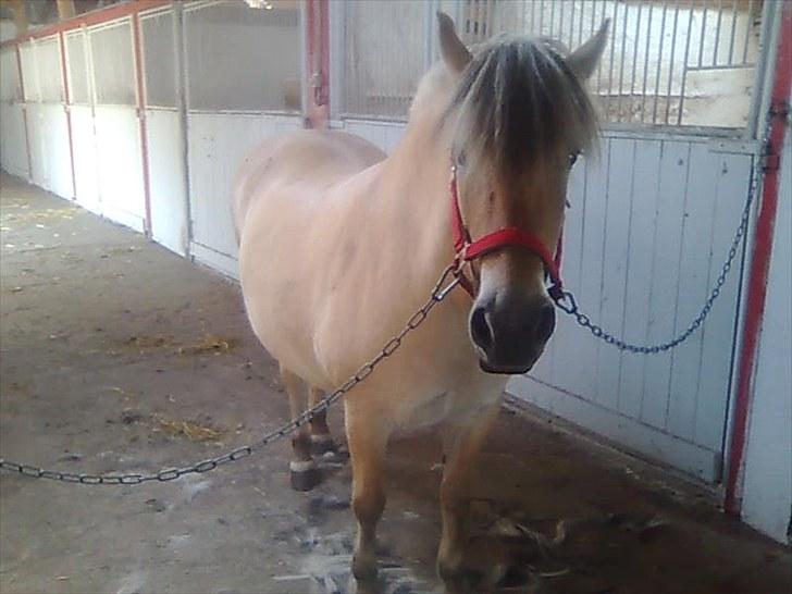 Fjordhest Lise *Solgt* billede 3