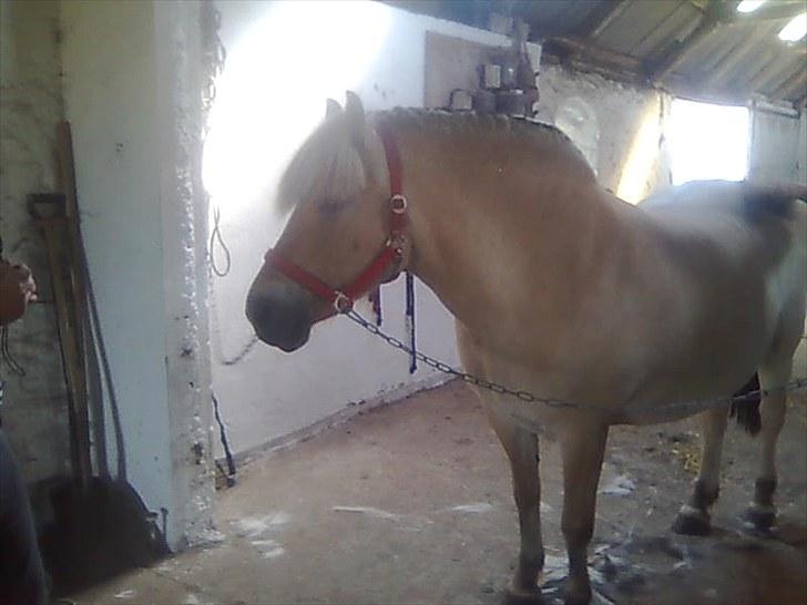 Fjordhest Lise *Solgt* billede 4