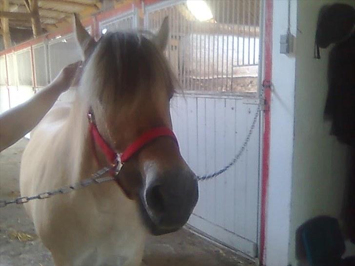 Fjordhest Lise *Solgt* billede 5