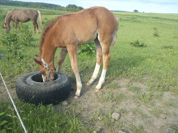 Dansk Varmblod Østrups Resolute billede 6