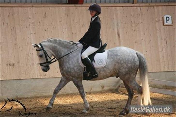 Welsh Pony (sec B) Klintholm's Sir Charles - Klbmesterskaberne i dressur 2009 i AAGS blev nummer 4 i selve klubmester skabet til min første Lb1 billede 9