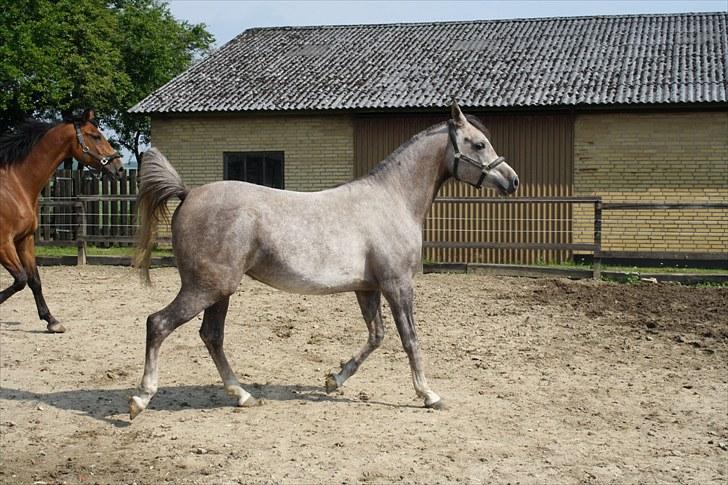 Arabisk fuldblod (OX) Santalla MG billede 15