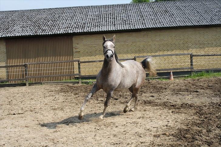 Arabisk fuldblod (OX) Santalla MG billede 16