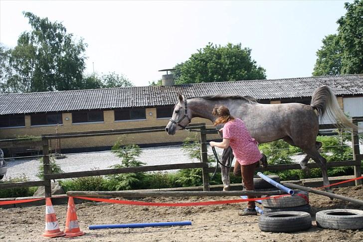 Arabisk fuldblod (OX) Santalla MG billede 17