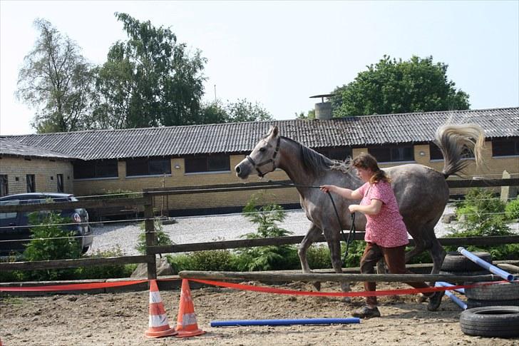 Arabisk fuldblod (OX) Santalla MG billede 18