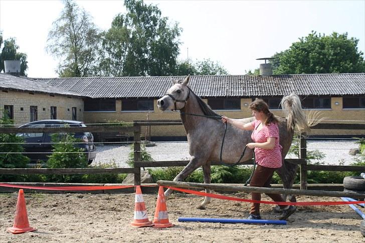 Arabisk fuldblod (OX) Santalla MG billede 19