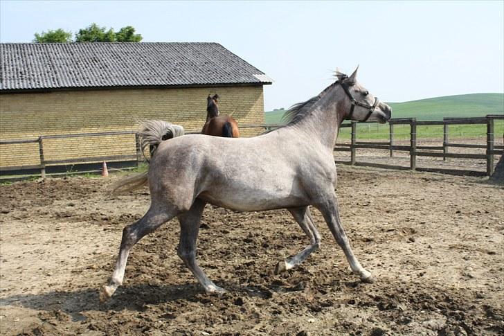 Arabisk fuldblod (OX) Santalla MG billede 20