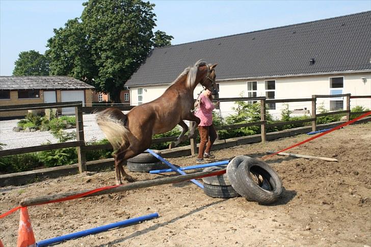 Arabisk fuldblod (OX) Shahefa MG Ibn ibn Wash billede 14