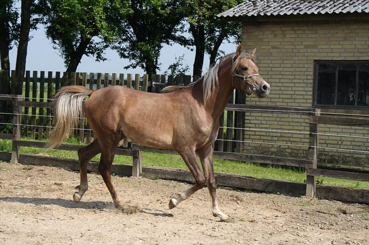 Arabisk fuldblod (OX) Shahefa MG Ibn ibn Wash billede 15