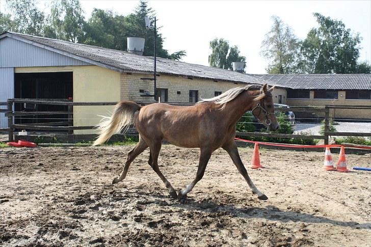 Arabisk fuldblod (OX) Shahefa MG Ibn ibn Wash billede 16