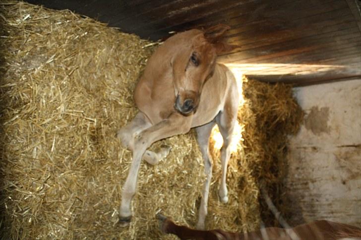 Arabisk fuldblod (OX) Alim ibn ibn washa ox billede 16