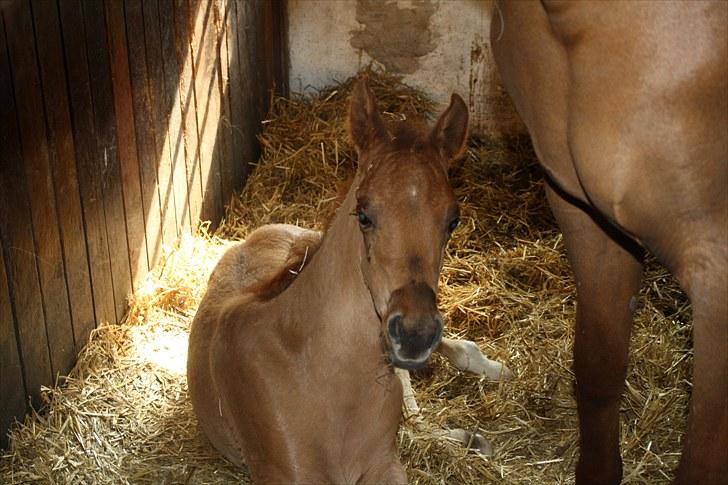 Arabisk fuldblod (OX) Alim ibn ibn washa ox billede 17