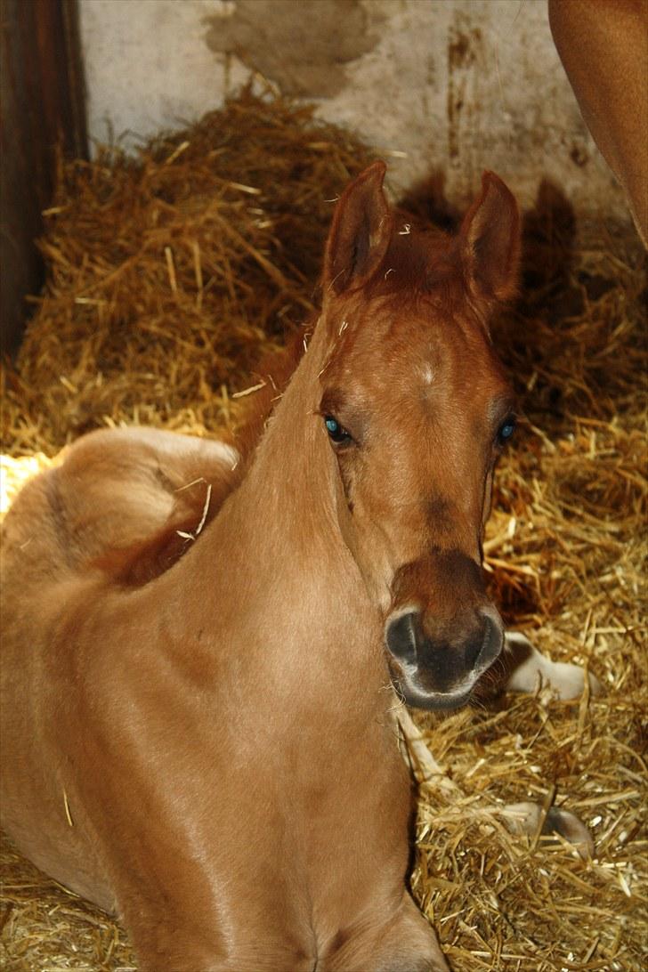 Arabisk fuldblod (OX) Alim ibn ibn washa ox billede 18