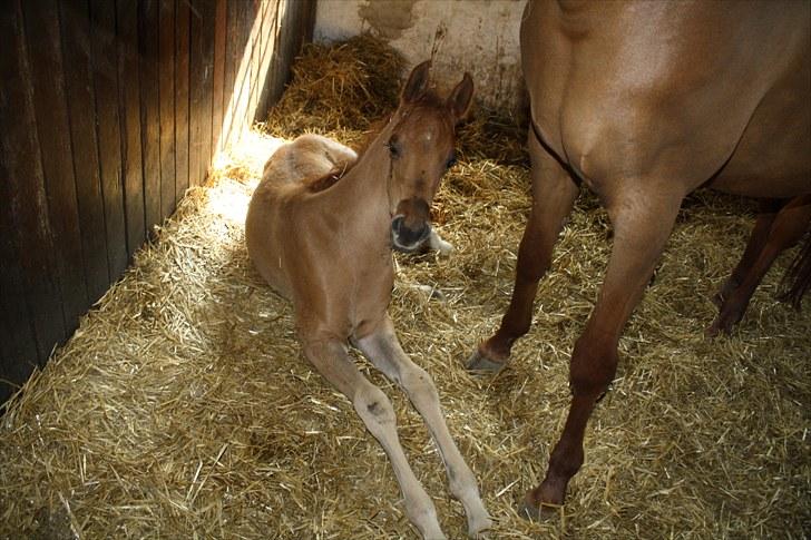 Arabisk fuldblod (OX) Alim ibn ibn washa ox billede 19