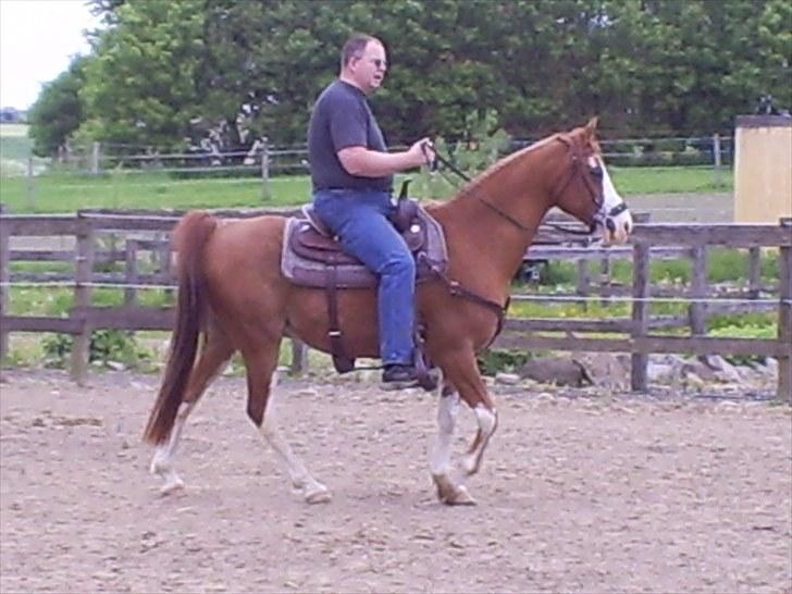 Arabisk fuldblod (OX) Namik billede 4