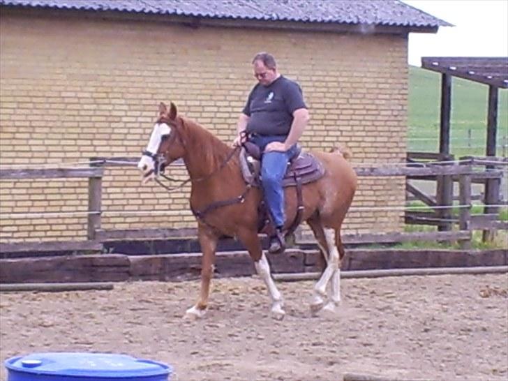 Arabisk fuldblod (OX) Namik billede 5