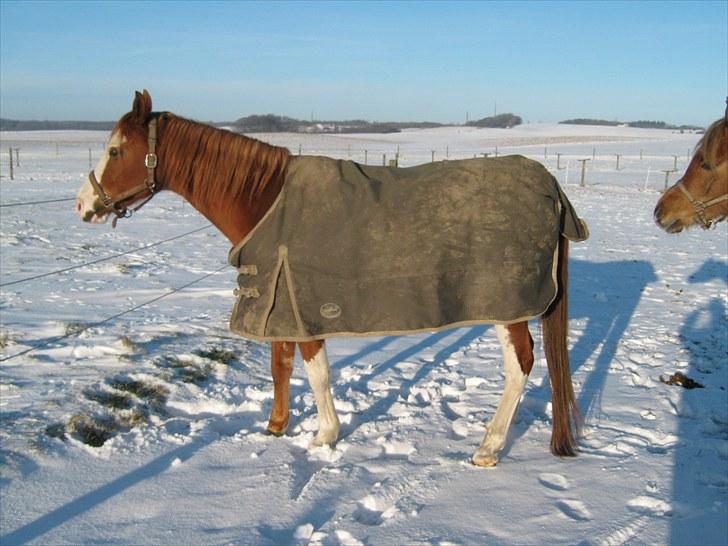 Arabisk fuldblod (OX) Namik billede 6