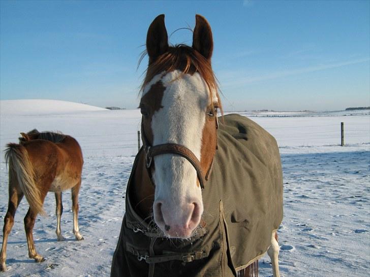 Arabisk fuldblod (OX) Namik billede 7