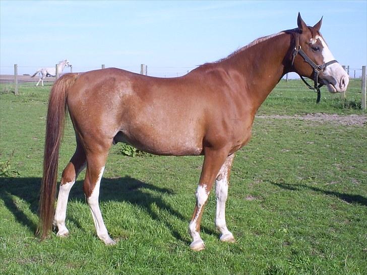 Arabisk fuldblod (OX) Namik billede 8