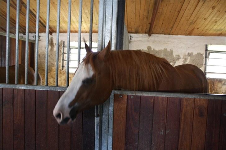 Arabisk fuldblod (OX) Namik billede 9