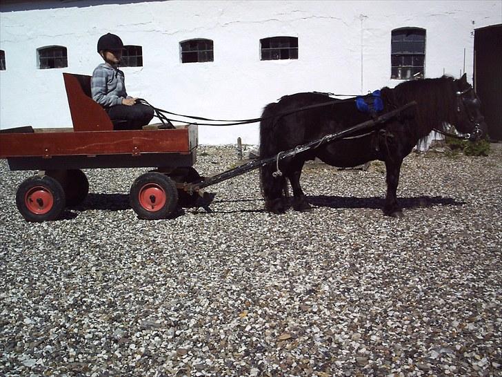 Shetlænder Vestergårdens Absalon-Ponyprins<3 billede 13