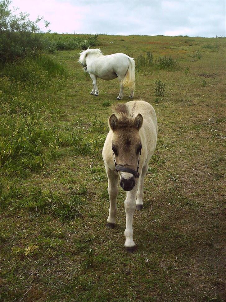 Shetlænder Teglgårdens Ydun billede 6