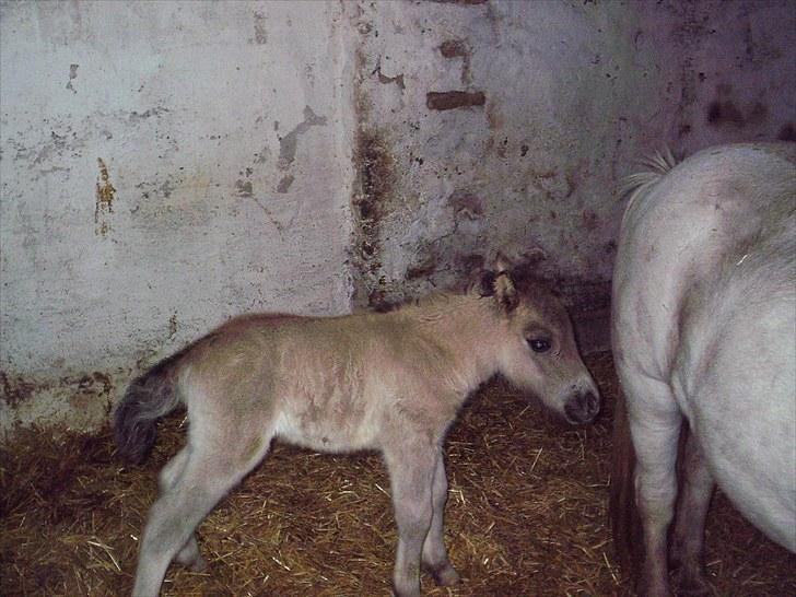 Shetlænder Teglgårdens Ydun billede 7