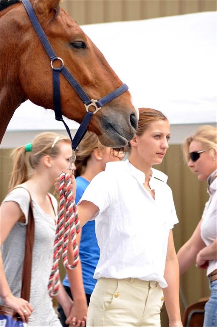 Dansk Varmblod Cappuchino - Velfortjent på vej på fold efter super stævne billede 38