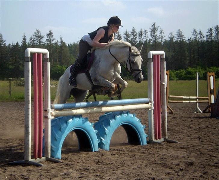 Hollandsk Sportspony CASPER billede 18