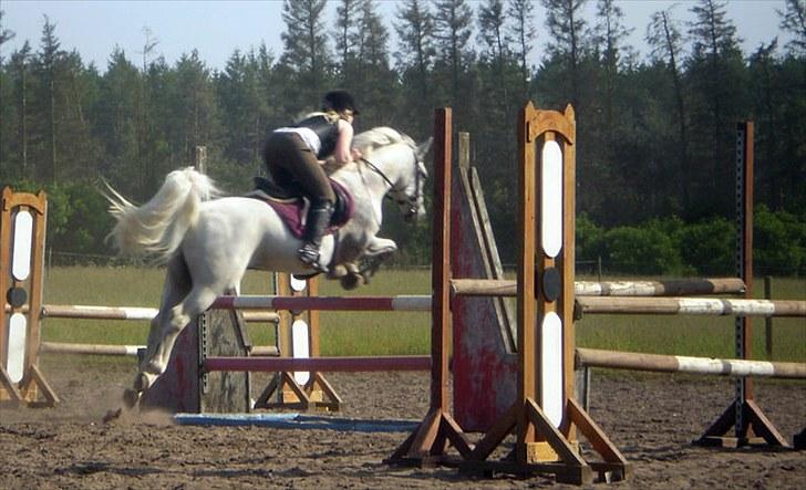 Hollandsk Sportspony CASPER billede 19