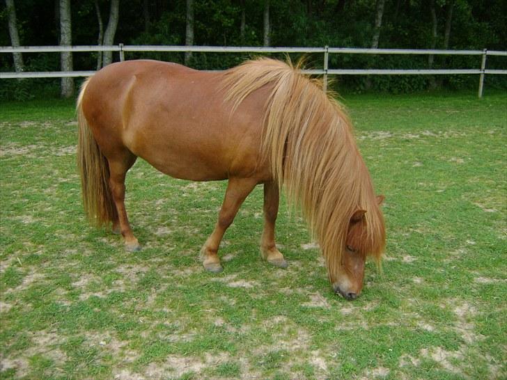 Islænder Hafdis fra Nørmark billede 11