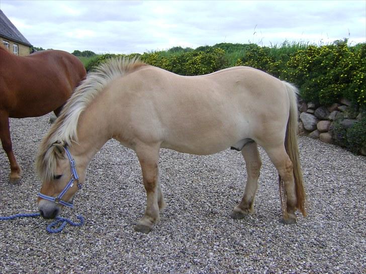 Fjordhest Fly billede 17