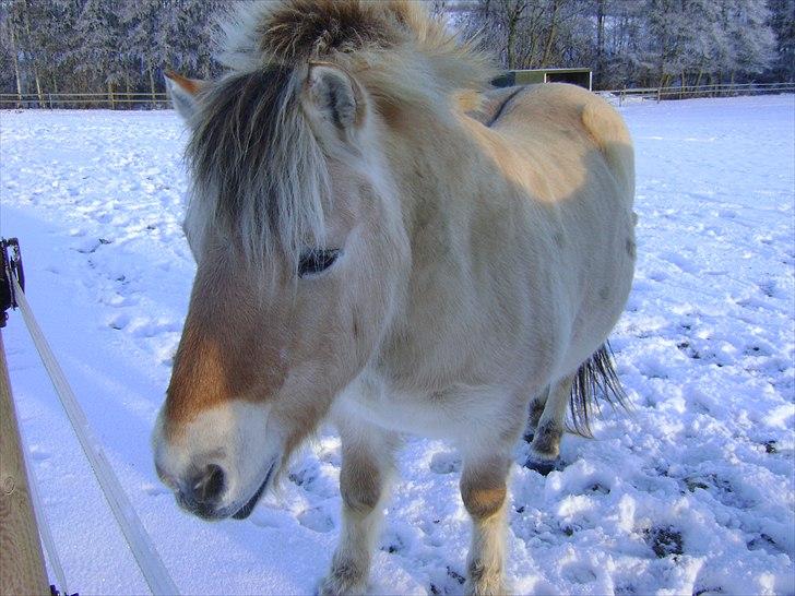 Fjordhest Fly billede 18
