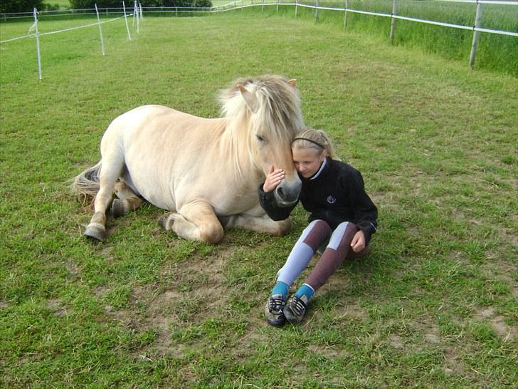 Fjordhest Fly billede 19