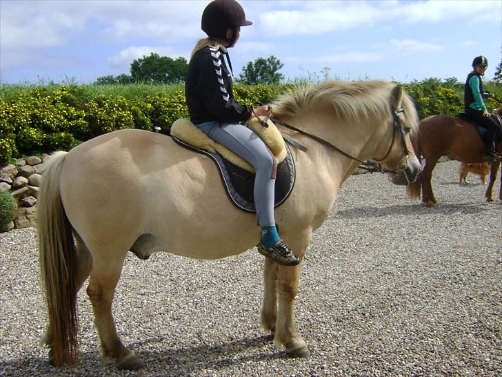 Fjordhest Fly billede 20