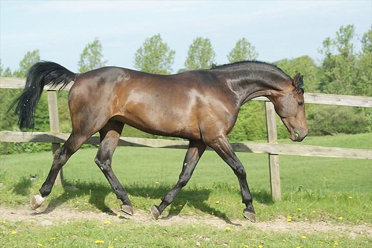 Dansk Varmblod Starlight-W billede 5