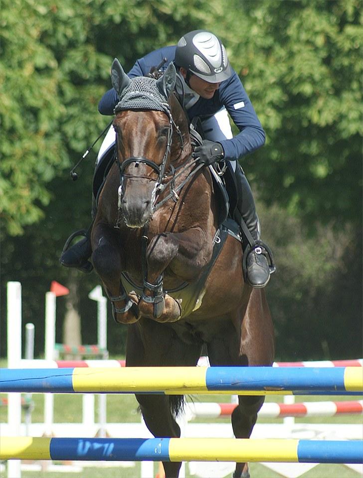Westfaler Baquito - Landsstævne Vallensbæk 2010 - DM for hold -  Foto: LB  Photo billede 11