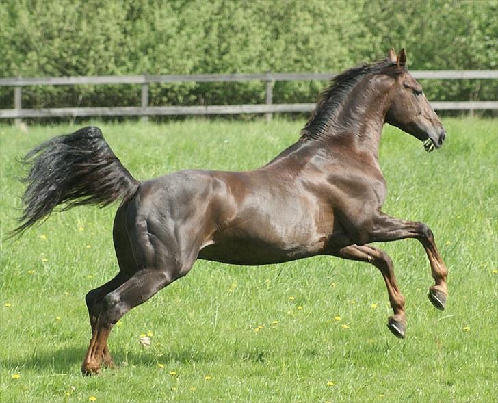 Westfaler Baquito billede 12