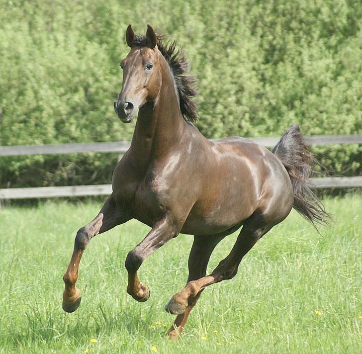 Westfaler Baquito billede 14