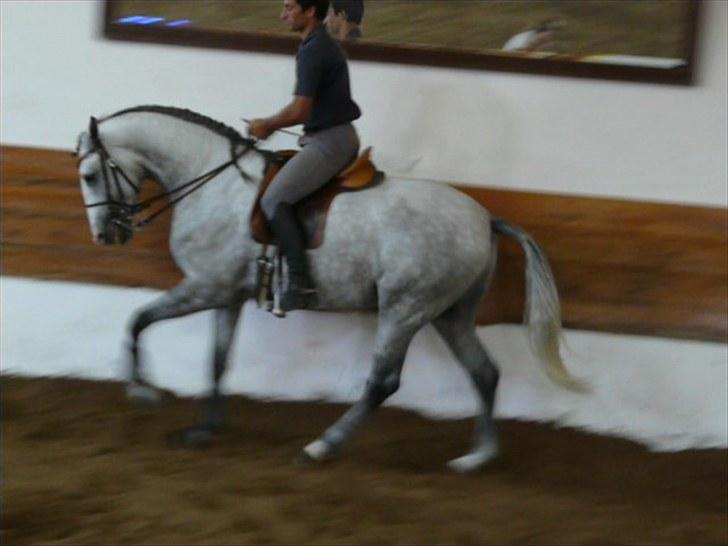 Lusitano Bemparecido billede 4
