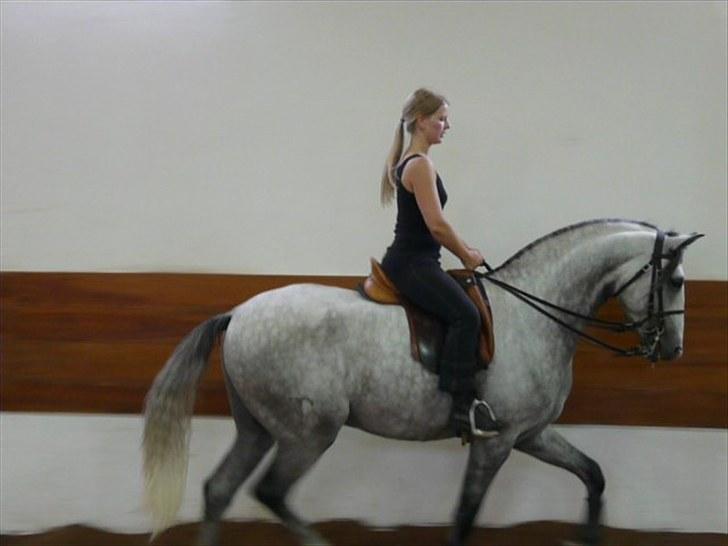 Lusitano Bemparecido billede 5