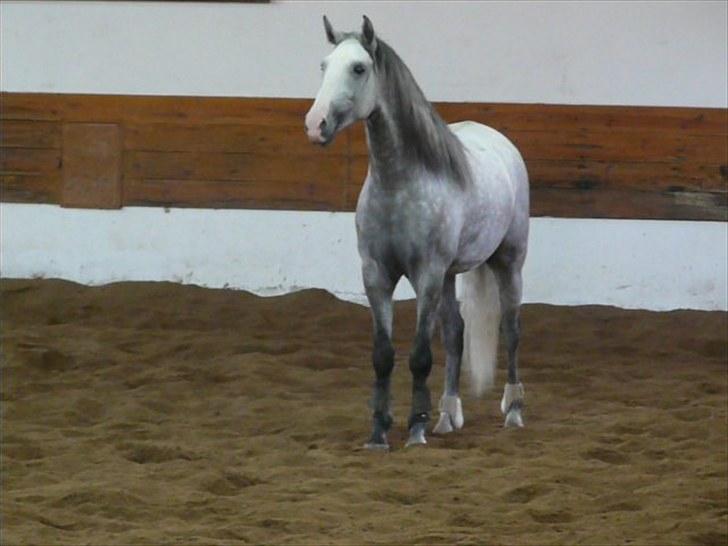 Lusitano Bemparecido billede 6