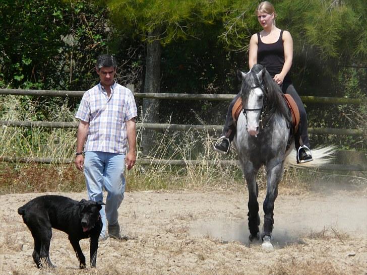 Lusitano Bemparecido billede 8