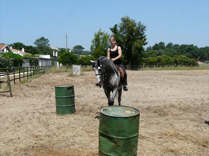 Lusitano Bemparecido billede 9