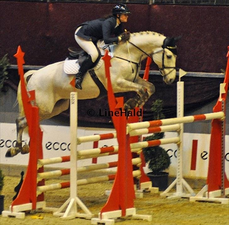 Dansk Varmblod Antares billede 13