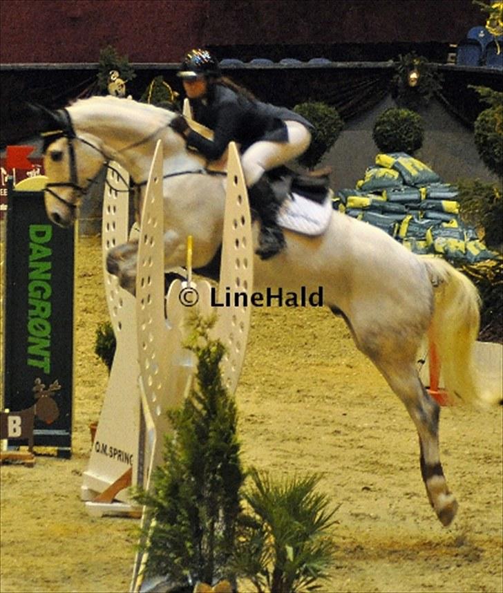 Dansk Varmblod Antares billede 14