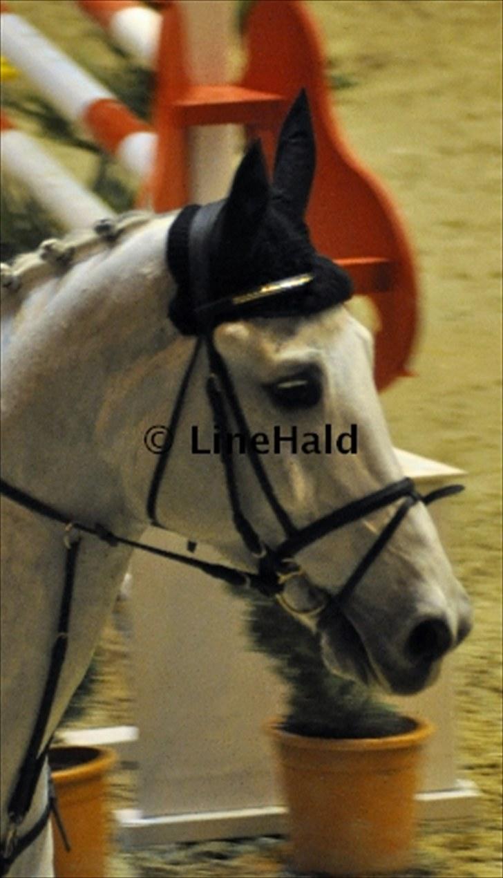 Dansk Varmblod Antares billede 15